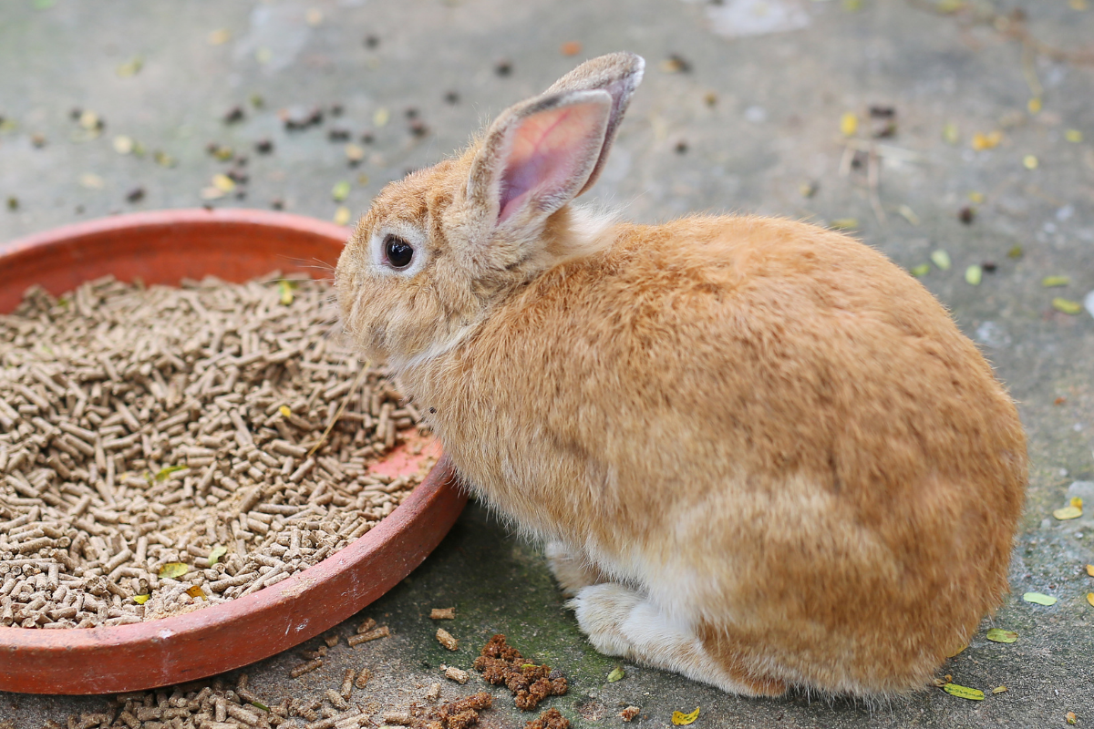 Hamster, Tavşan ve Ginepigler İçin Doğru Yem Nasıl Seçilir?