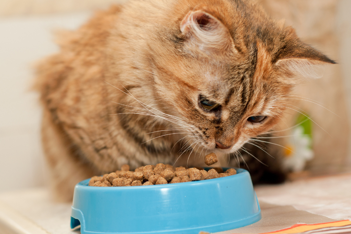 Kedi Mamalarının Saklanması ve Kullanım Süresi