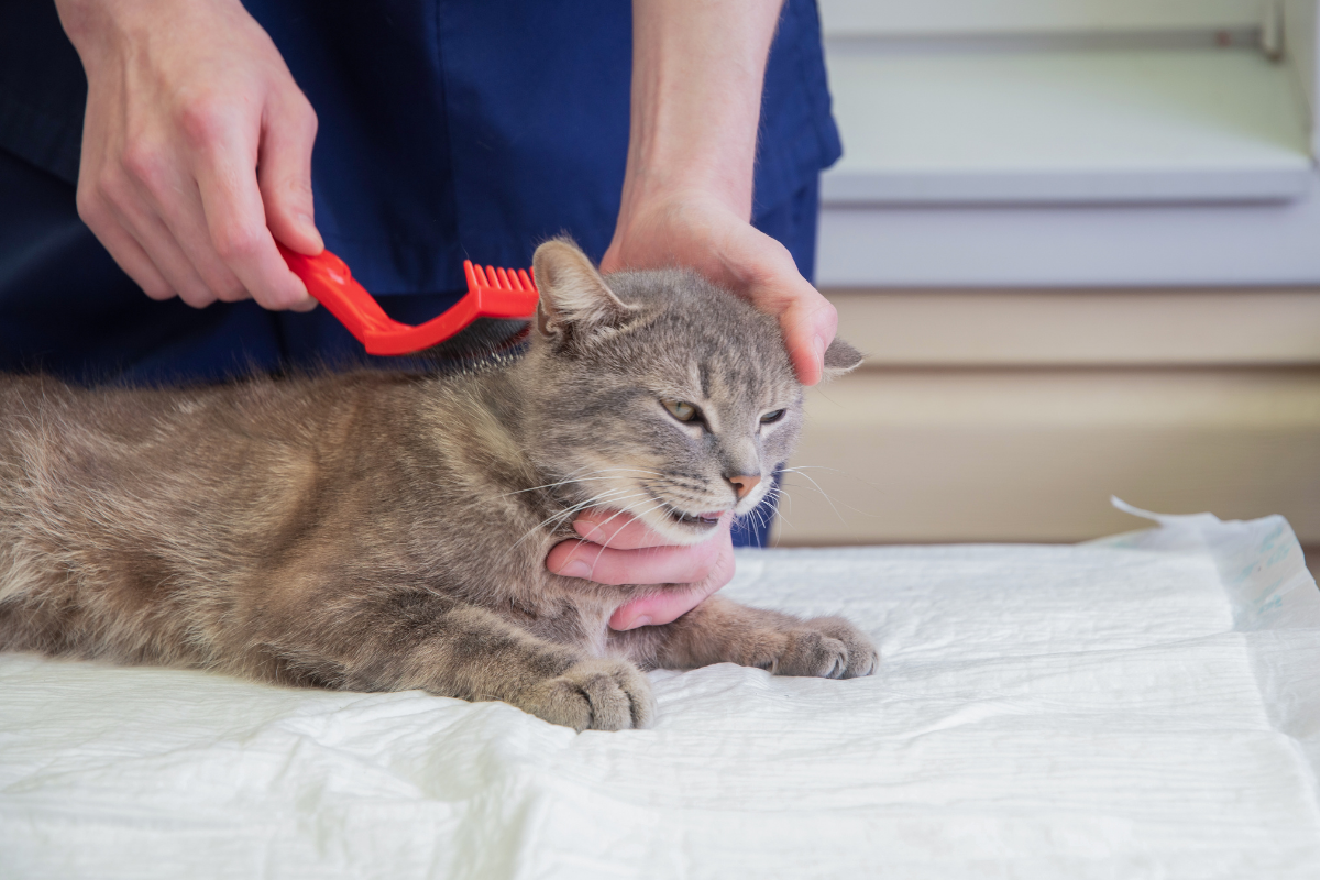 Kedi Sağlık ve Bakım Ürünleri: Kedinizin İhtiyacı Olan Temel Ürünler