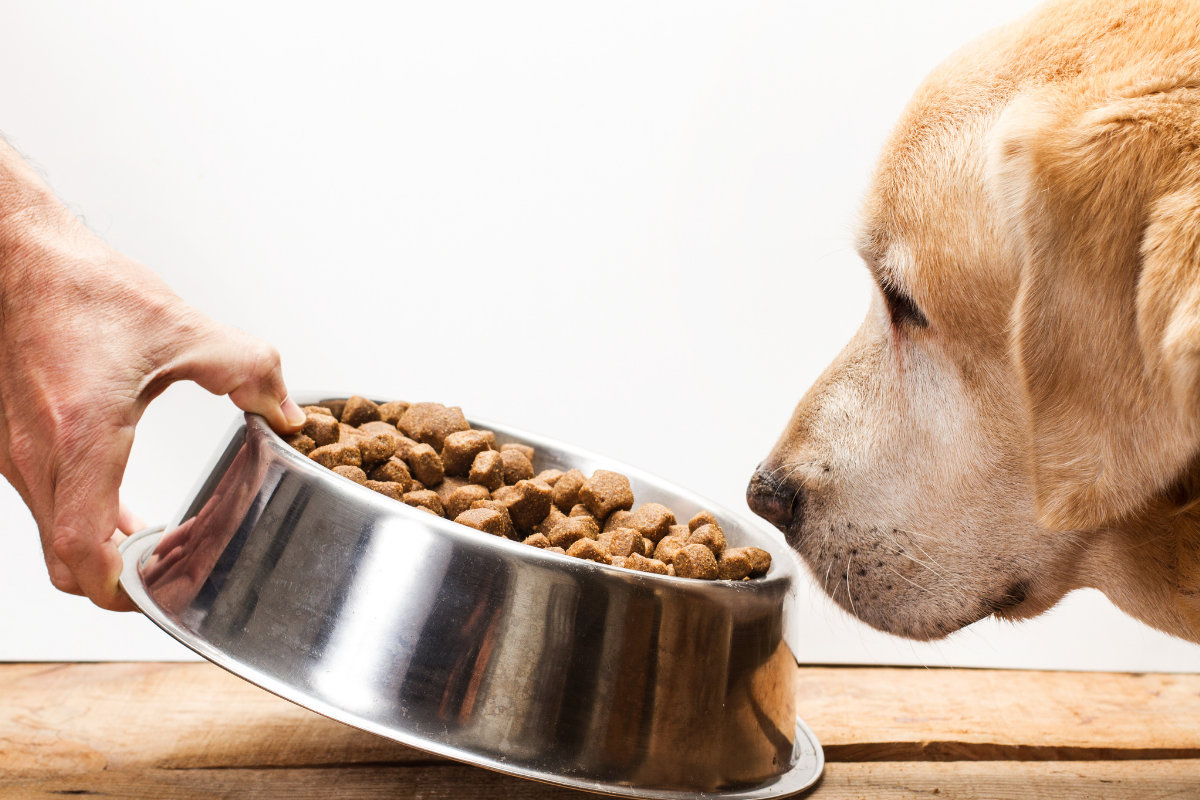 Köpek Maması Türleri: Kuru, Yaş Ve Taze Mamalar Arasındaki Farklar