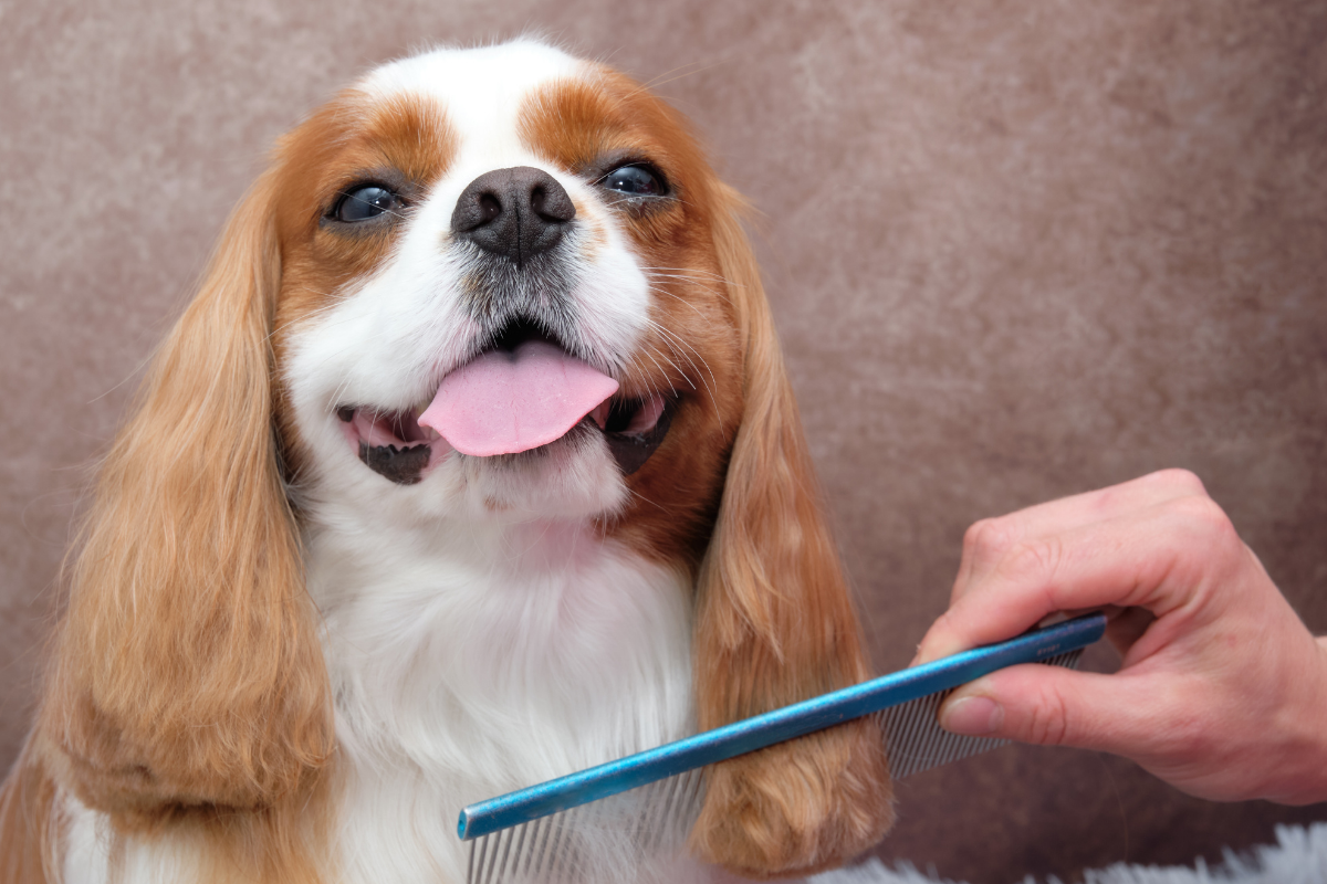 Köpek Sağlık ve Bakım Ürünleri: Köpeğinizin Bakımında Dikkat Edilmesi Gerekenler