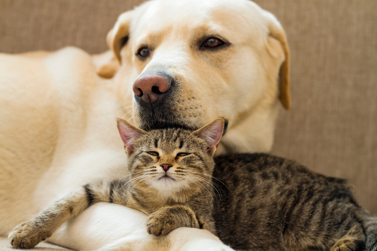 Köpek ve Kedi Oyuncaklarının Önemi: Sağlıklı ve Mutlu Evcil Hayvanlar İçin