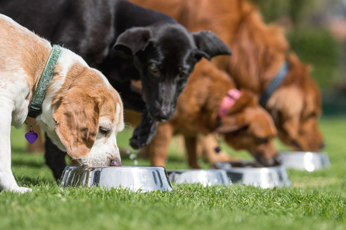 Köpeklerin Yaşına Göre Mama Seçimi: Yaşlı, Yetişkin ve Yavru Mamaları